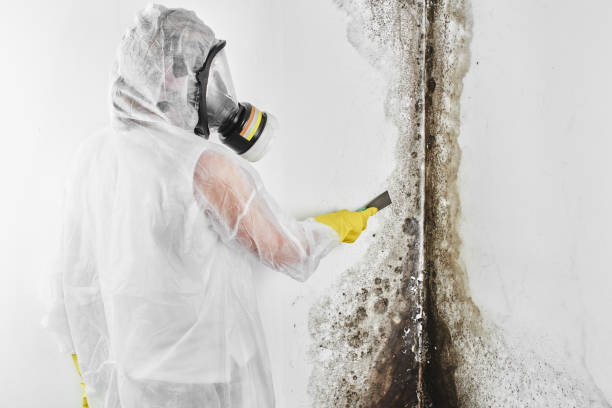 Best HVAC Mold Remediation in Milltown, NJ