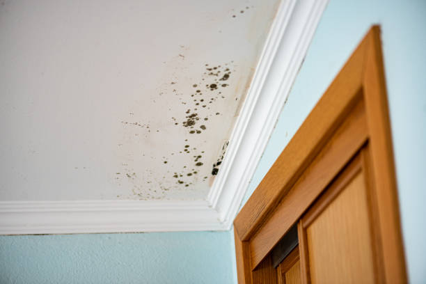 Best Residential Mold Remediation in Milltown, NJ