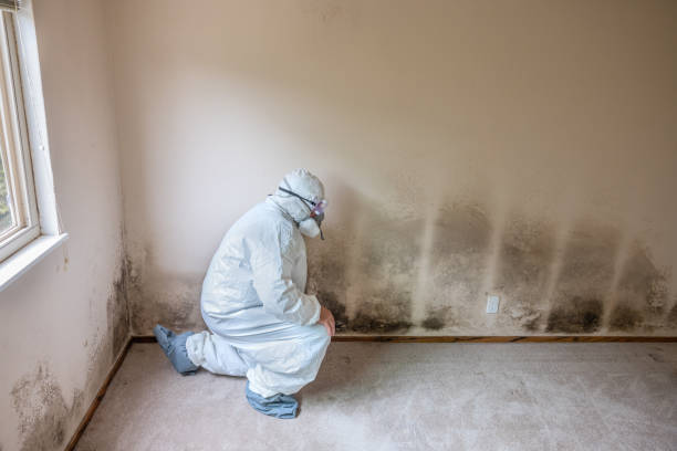 Best Post-Flood Mold Remediation in Milltown, NJ