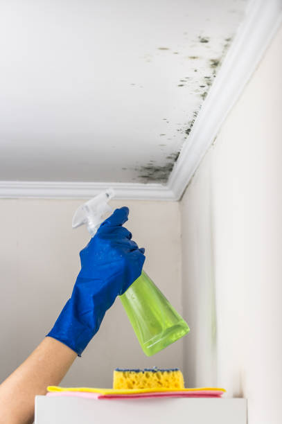 Trusted Milltown, NJ Mold Remediation Experts