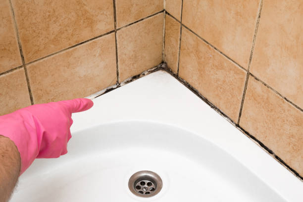 Best Commercial Mold Remediation in Milltown, NJ