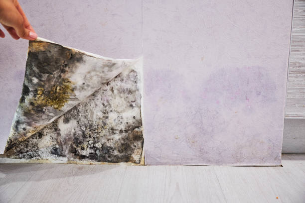 Best Insurance-Related Mold Remediation in Milltown, NJ